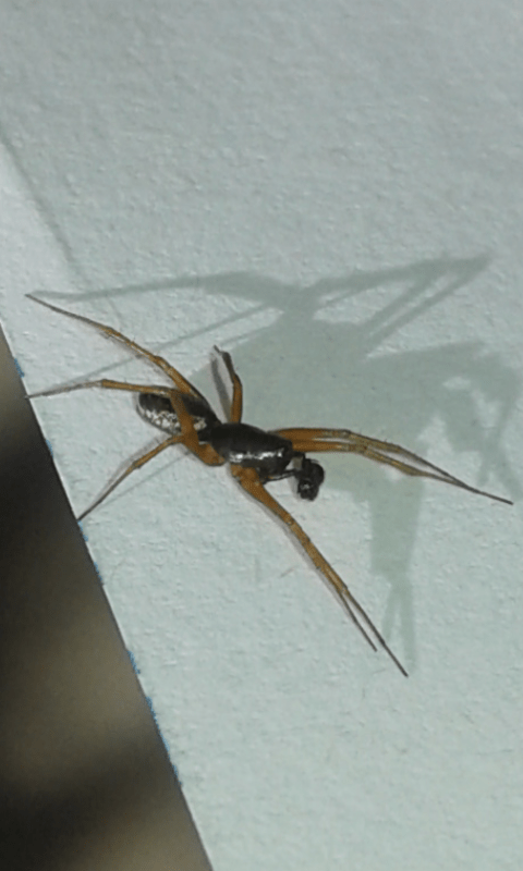 Linyphiidae: cfr. Neriene clathrata, maschio prov. PD